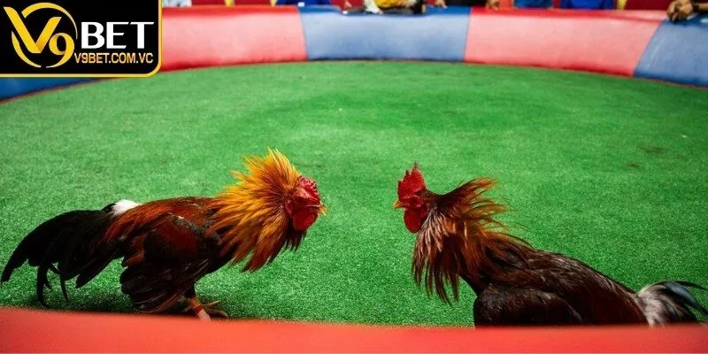 Áp dụng một số kinh nghiệm giúp theo dõi chọi kê hiệu quả