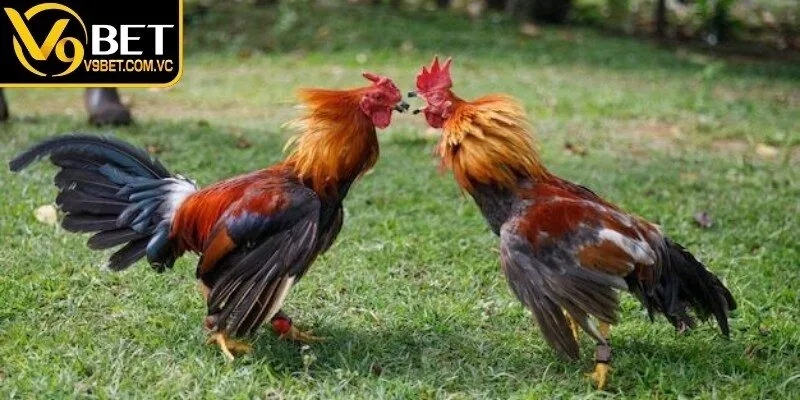 Đá gà Campuchia cung cấp các màn đối đầu kịch tính của chiến kê