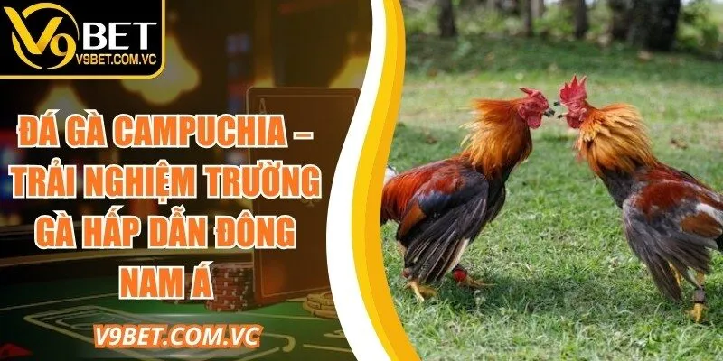 Đá Gà Campuchia – Trải Nghiệm Trường Gà Hấp Dẫn 2026