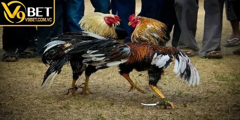 3 giống gà nổi tiếng thường xuất hiện trong hình thức chọi kê này