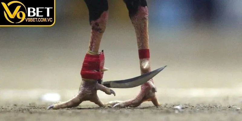 Hệ thống livestream full HD