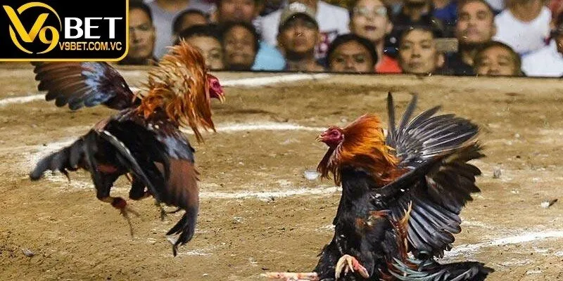 Bỏ túi kinh nghiệm theo dõi các màn đối đầu của chiến kê hiệu quả