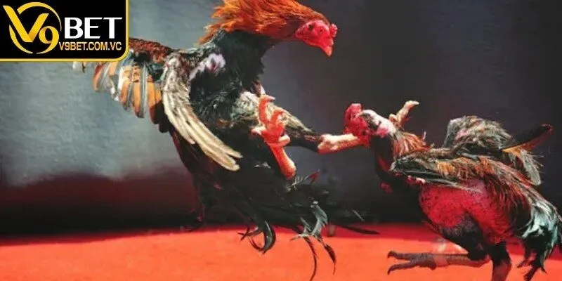 Các trận đối đầu được phát sóng trực tiếp với độ phân giải HD