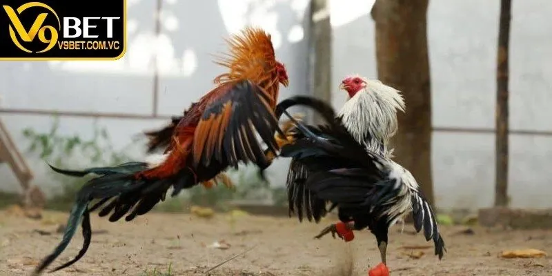 Tham gia đá gà V9bet với nhiều tính năng nổi bật